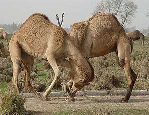 'Ships' of the desert