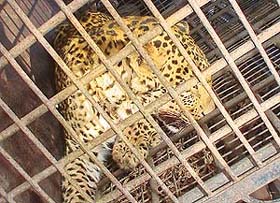 A panther which was rescued by officials of the Haryana Wildlife Department