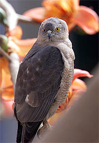 A great horned owl sits on a tree branch