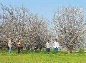 Pear bloom