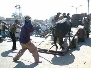 Drive to get rid of stray cattle?