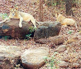 Lions lazing about in the Mollem National Park, Goa