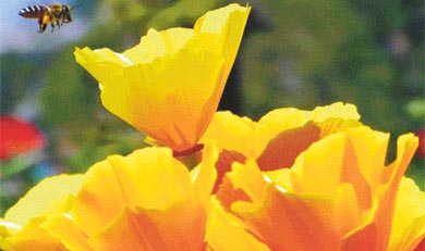 SPRING SEASON