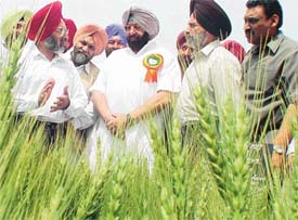 Dr K.S. Aulakh, Vice-Chancellor, PAU, shows new varieties of wheat developed at the campus research farm to Capt Amarinder Singh