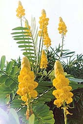 The deep yellow flowers of cassia alata are a beautiful sight