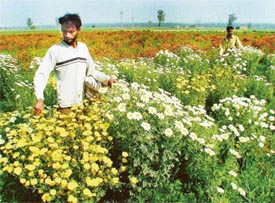 Flower farming is picking up in Punjab