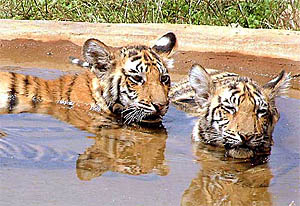 Tiger cubs comfort themselves to beat the heat