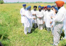 Farmers, along with experts, inspect damaged wheat crop at a village