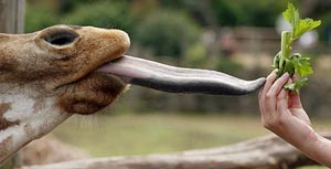 A female girrafe sends out its agile tongue in search of a stick of celery at Auckland