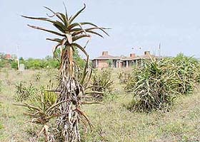  Dried and stunted medicinal plants at the state-run Institute of Alternative Medicine 