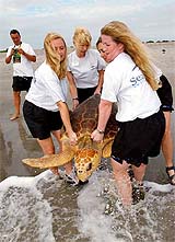 SeaWorld Orlando aquarists return a 200-pound loggerhead turtle to his aquatic home in the sea off Cocoa Beach, Florida