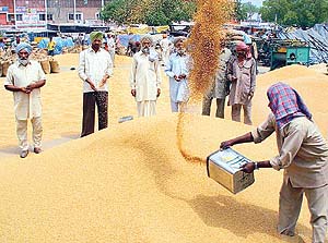 Heaps of wheat in the local Grain Market of Sector 26, Chandigarh