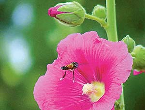 REACHING FOR THE NECTAR