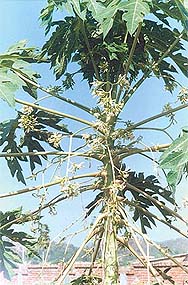 The papaya tree is easy to maintain