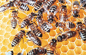 Worker bees perform a host of tasks from cleaning the hive cells to looking after the larvae