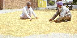 Farmers try to reduce moisture from the hailstorm-hit wheat