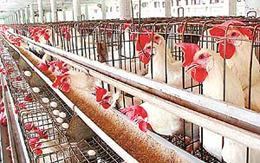 Over one lakh egg-laying hens have been affected by the Ranikhet disease in Barwala