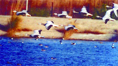 Bar-headed geese at the pond in Panipat Refinery