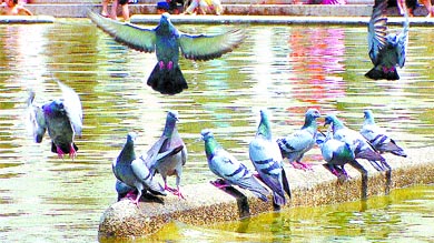 Flight of fancy