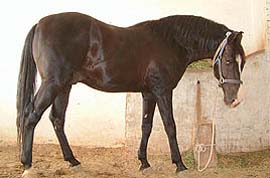 The exotic value of Marwari horses is appreciated in the USA