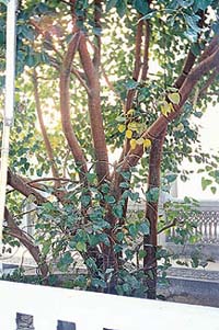 The tree under which Guru Teg Bahadur rested when he arrived in Dhubri