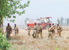 cop cover: Policemen ensure a security cover as harvesting of crop on panchayati land begins in the presence of administrative officials at Bhupana village, 45 km from Ludhiana, on Saturday. Photo: Pardeep Tewari