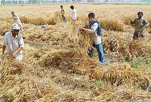 Labourers try to dry wheat after hailstorm and rain at a place near Kharar