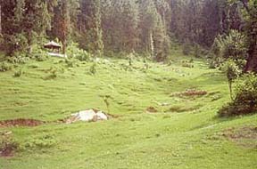  A view of Dhanaulti