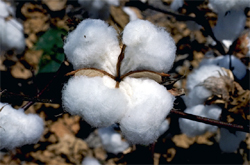 Bt cotton: Will it be hard on farmer?
