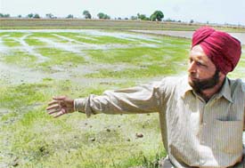 A farmer points to a paddy nursery cultivated by him at Mohi village in Ludhiana