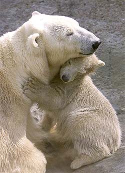 Polar bear cub nuzzles its mother