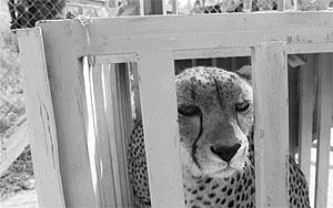 A young Cheetah awaits transfer to Baghdads zoo