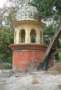 This ancient peepal tree in the historic Ram Bagh, summer capital of Maharaja Ranjit Singh, has been badly damaged because of burning of garbage
