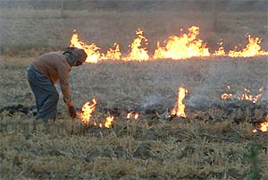 Despite the ban imposed by the District Magistrate, a farmer burns wheat straws along the Bathinda-Dabwali road