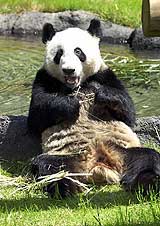 Le Le, a giant panda, sits in the sun