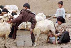 An Iraqi Arab woman milks sheep in Nazemiyeh village