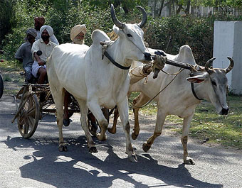 A Bullock-cart race in progress