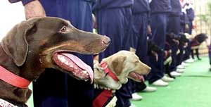 Don, the famous Doberman of the Delhi Police Dog Squad