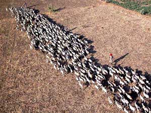 Due to the scarcity of fodder for cattle in Rajasthan, thousands of nomadic tribesmen seen with their cattle herds, including camels, moving to the greener pastures