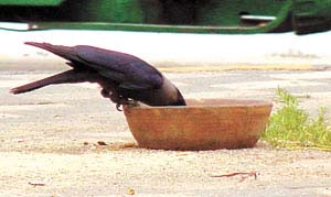 CROWING OVER WATER!