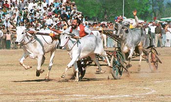 As many as 200 rural sports festivals are held in Punjab every year