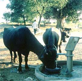 Fertilisers polluting groundwater are a major source of nitrate poisoning