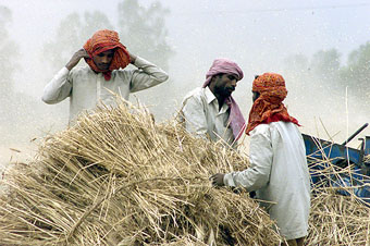 An Indian farmer thrashes wheat near Suchetgara