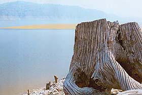 A dried tree trunk on the bank of the Ramganga. Massive deforestation was done at the time of building the dam. Alligators, crocodile and fish like can be seen here frequently.