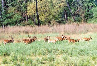 At the lower level of the reserve are winding strips of alluvial grasslands crossed by various rivers, home to many species of deer. Right: Sharp spurs in the terrain make it a perfect habitat for the tiger
