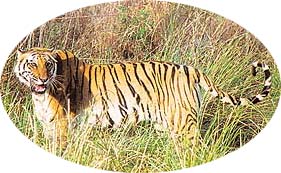 Sharp spurs in the terrain make it a perfect habitat for the tiger.