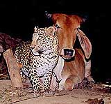 A female leopard draws close to a cow in an open field in Antoli village, Vadodara district