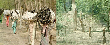 (Left) Women take away wood cut from trees in the Bathinda cantonment area; and (right) a view of trees cut illegally by residents of villages surrounding the cantonment.