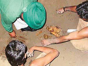 A veterinarian examines the carcass of a Royal Bengal Tiger that was exhumed by a Punjab Vigilance Bureau team from a graveyard on the Chhat Bir Zoo premises on Wednesday.