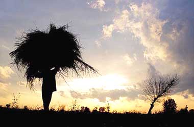 A villager carries grass at the start of a hot day near Amritsar on Wednesday.